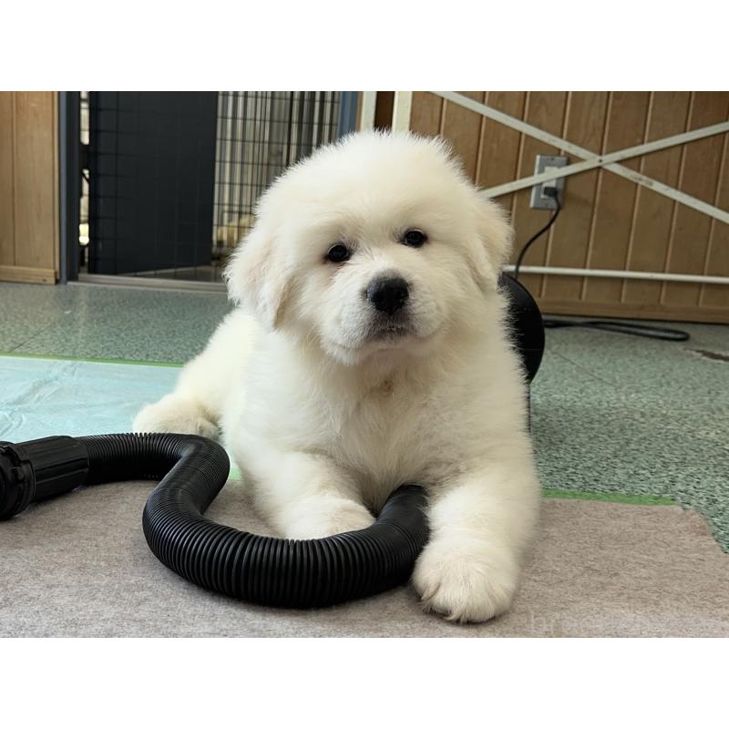 商談中の千葉県のグレートピレニーズ-394916の3枚目